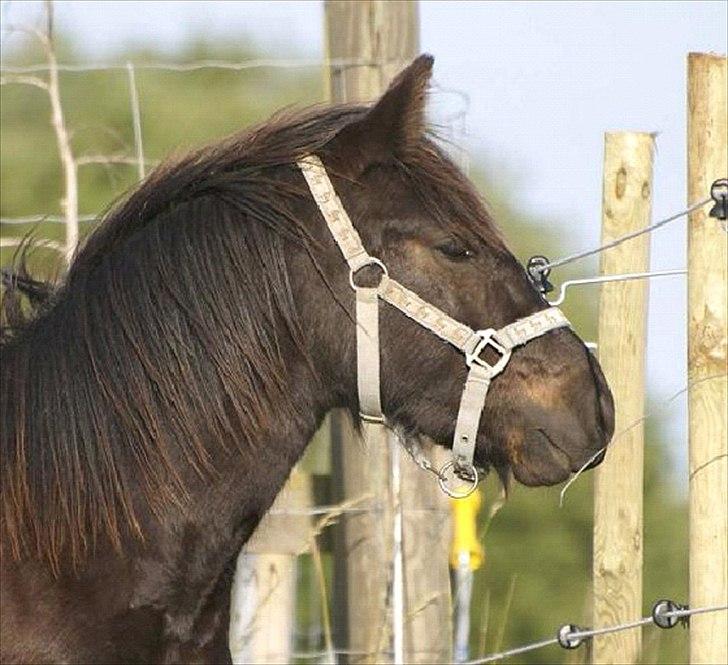 Fell pony Ego Shane Lee  *SOLGT* billede 7