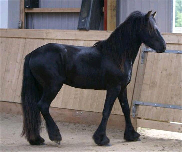 Fell pony Ego Shane Lee  *SOLGT* billede 8