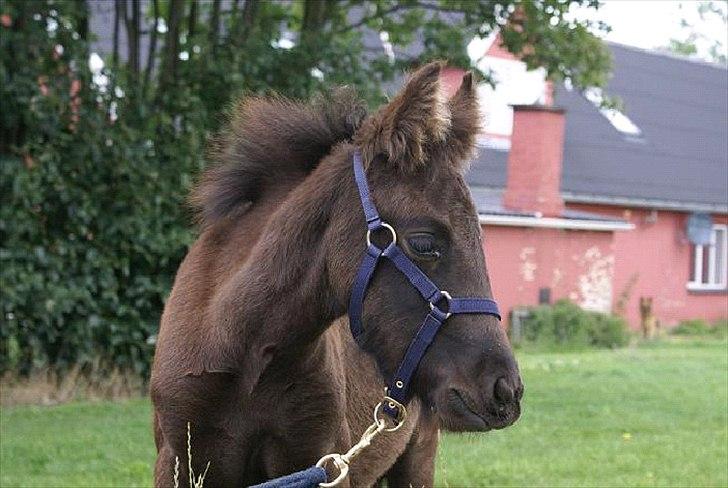 Fell pony Ego Shane Lee  *SOLGT* billede 9