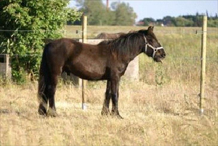 Fell pony Ego Shane Lee  *SOLGT* billede 10