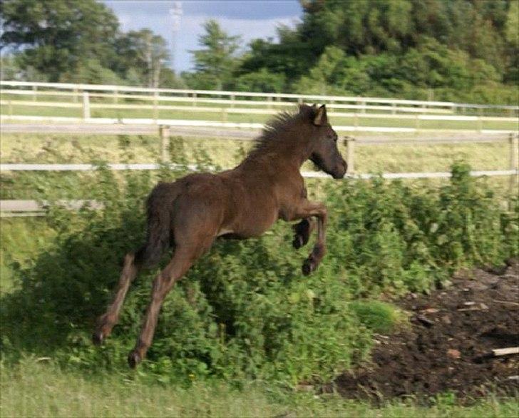 Fell pony Ego Shane Lee  *SOLGT* billede 11
