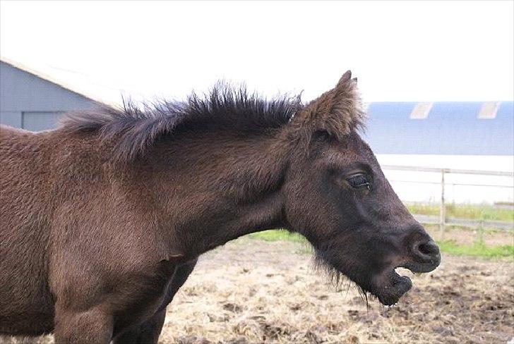 Fell pony Ego Shane Lee  *SOLGT* billede 12