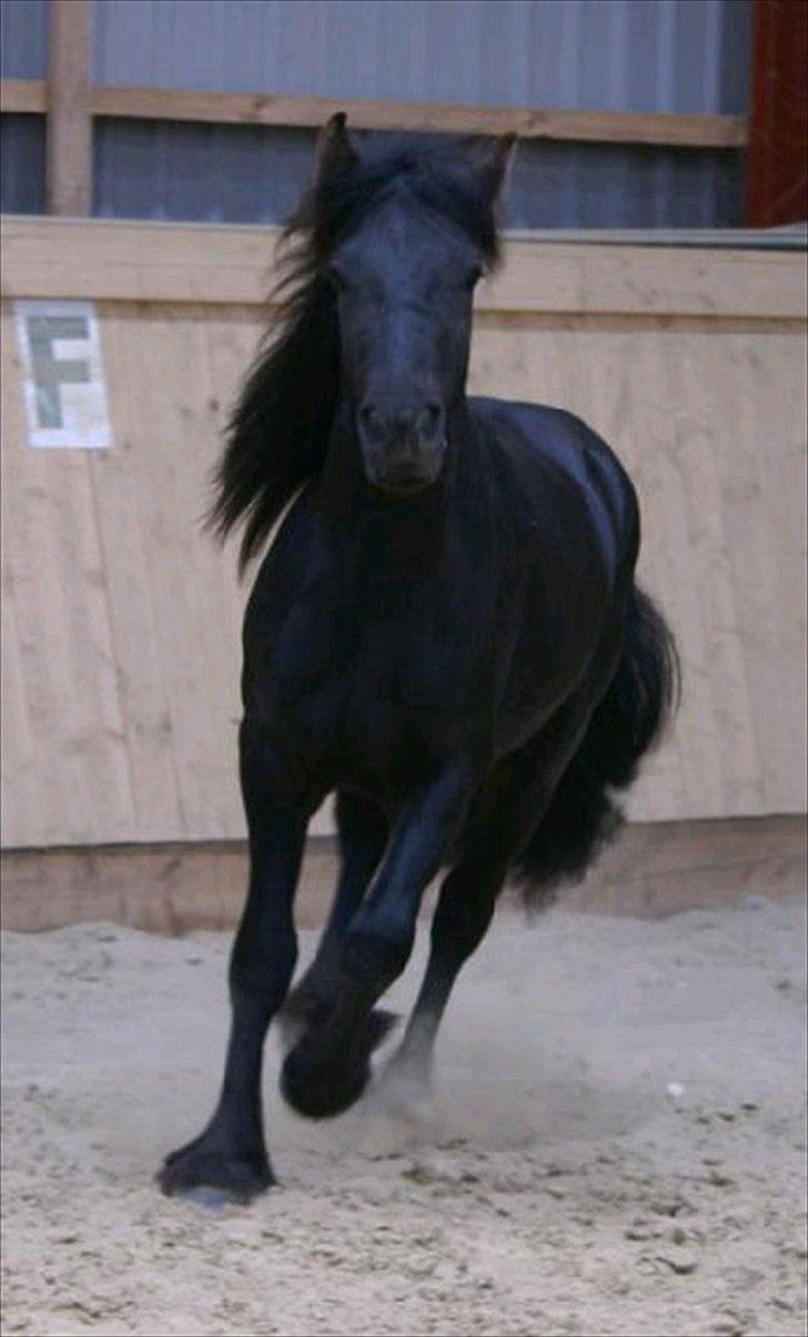 Fell pony Ego Shane Lee  *SOLGT* billede 13