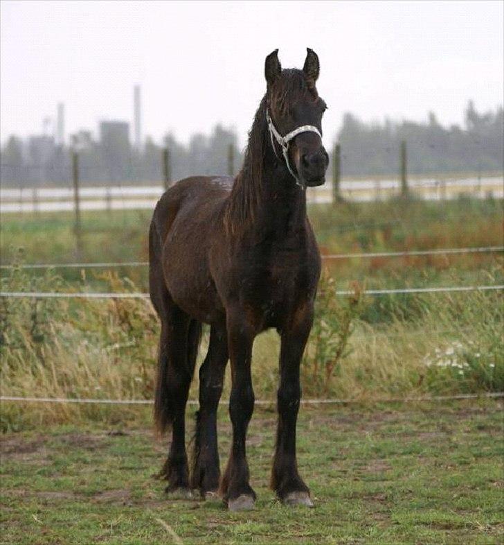 Fell pony Ego Shane Lee  *SOLGT* billede 14