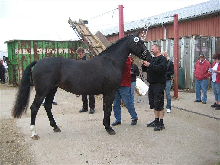 Oldenborg Frej Blæsenborg billede 11
