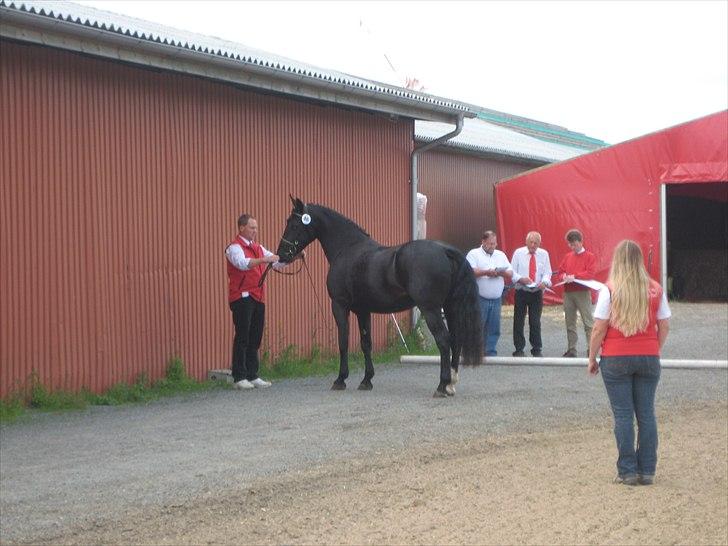 Oldenborg Frej Blæsenborg billede 12