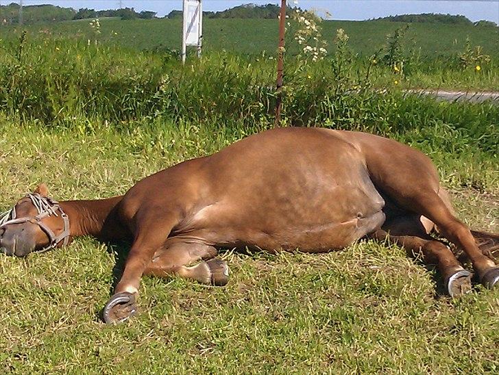 Anden særlig race Scottie - Scottie flader ud på en dejlig varm sommerdag (: Foto: Mig billede 18