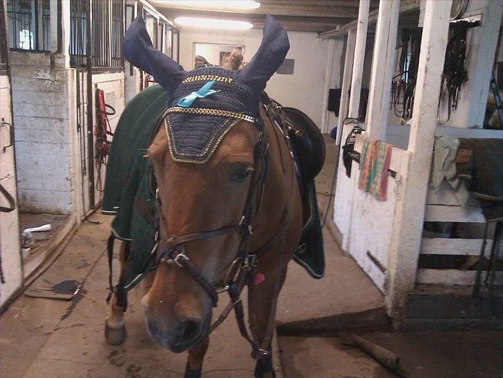 Anden særlig race Scottie - Scottie´pigen klar til stævne med Caroline (: Foto: Mig billede 19