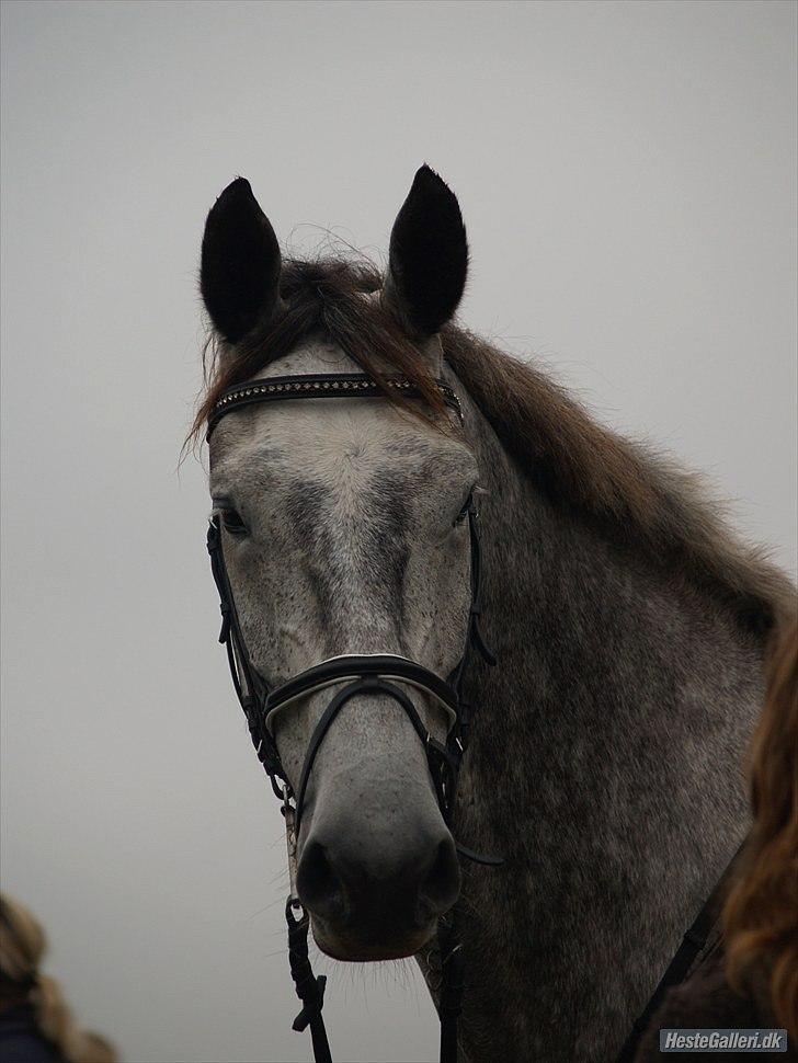 Dansk Varmblod Kærsholms Willow *solgt* - Der er en fotomodel gemt i den lille hest (: Foto: Mathilde billede 15