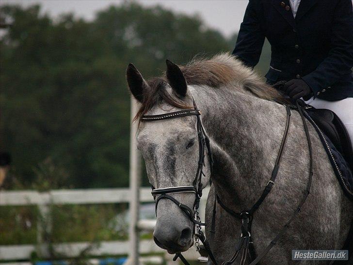 Dansk Varmblod Kærsholms Willow *solgt* - Mig og Wilsen til stævne på SKRI   2 x clearround, så meget stolt! 11/9 - 2010 Foto: Mathilde billede 16
