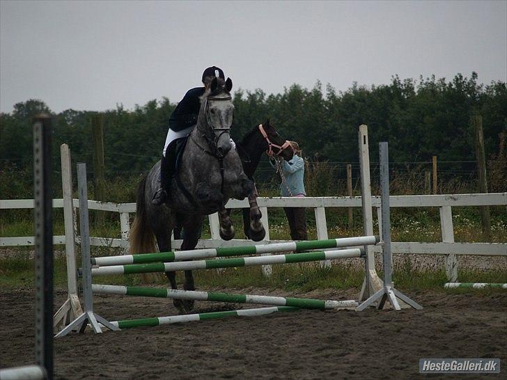 Dansk Varmblod Kærsholms Willow *solgt* - Han er så dygtig! Stævne på SKRI 11/9 - 2010 Foto: Mathilde billede 17