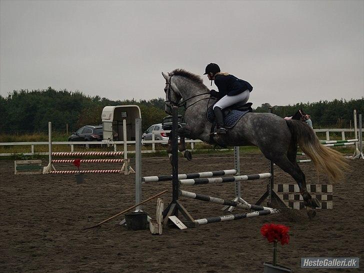 Dansk Varmblod Kærsholms Willow *solgt* - Min lille Springhyp! (: stævne på SKRI 11/9 - 2010 Foto: Mathilde billede 18