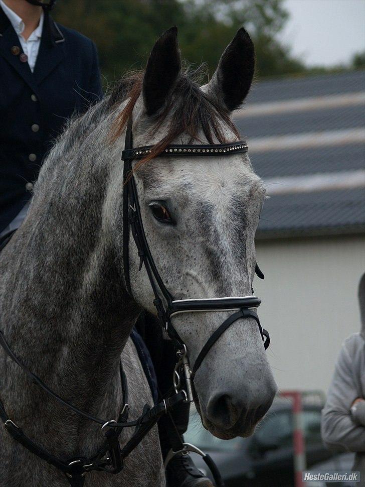 Dansk Varmblod Kærsholms Willow *solgt* - Såå Læk´lækker! Foto: Mathilde billede 20