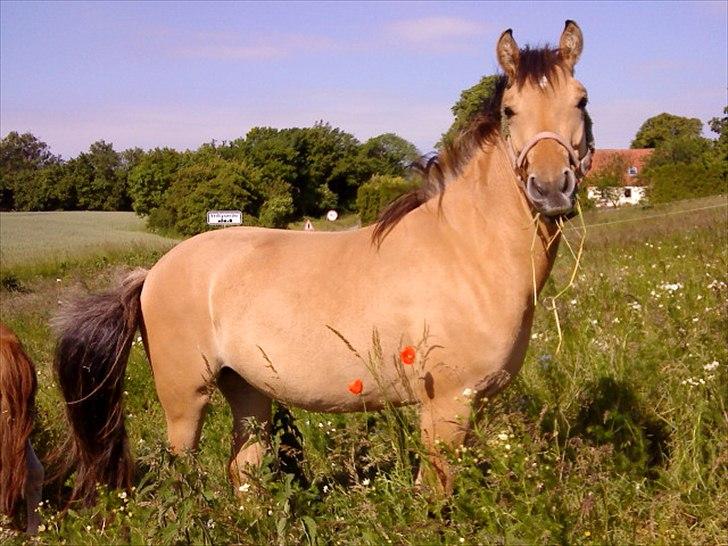 Anden særlig race Perle - Sommer 2009. billede 4
