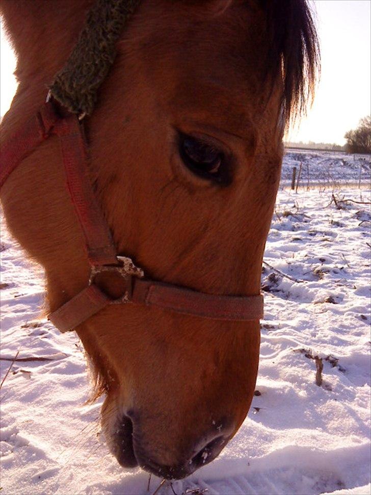Anden særlig race Perle - Vinter 2009. billede 6