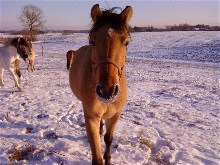 Anden særlig race Perle - Vinter 2009. billede 7