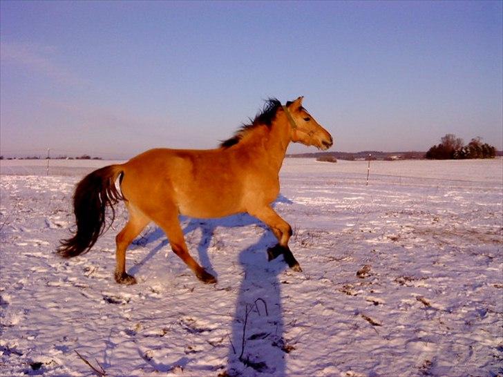 Anden særlig race Perle - Vinter 2009. - Perle i en smuk galop (: billede 8