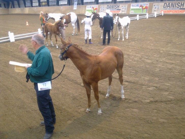 Paint Obi C Kanobi - Bøffen til sit første Futurity i Hedensted... billede 12