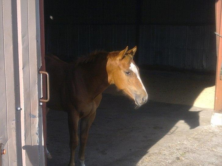 Paint Obi C Kanobi - Bøffen elsker at stå i åbningen ved løsdriften og nyde solen billede 13