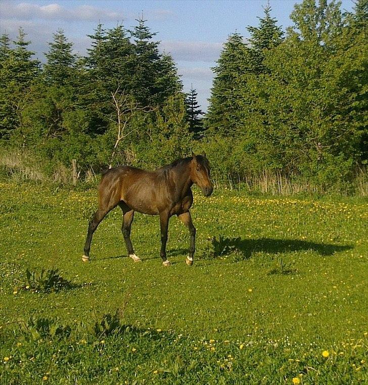 Fuldblod (XX) Mufasa *R.I.P* - Muffen sommer 2010, holder sig godt selvom han ikke laver andet end at gå ture med mig billede 15