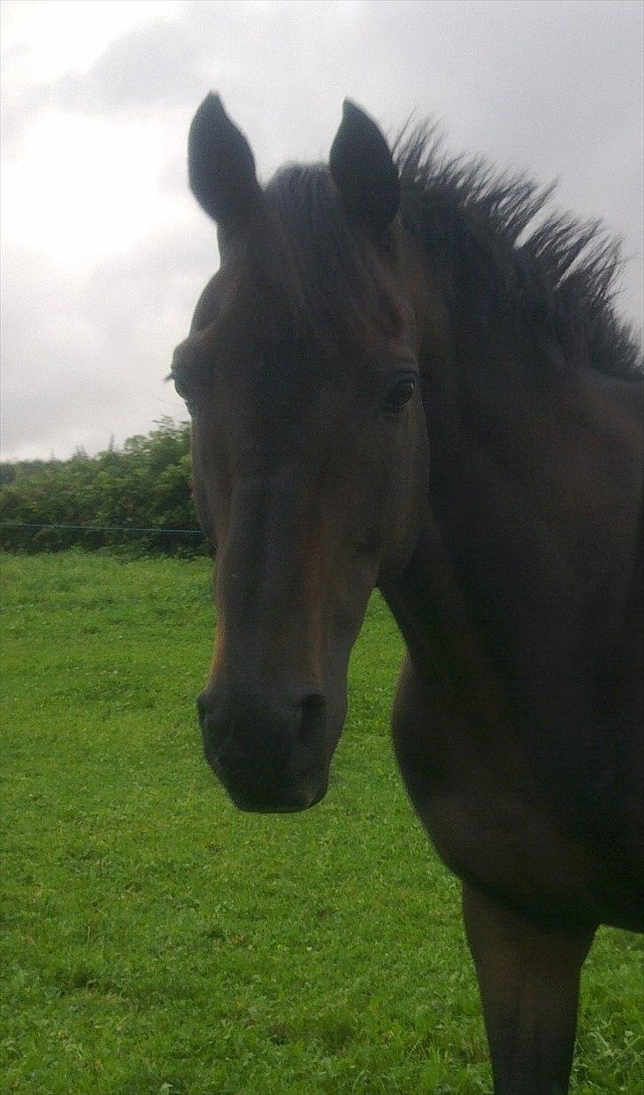 Fuldblod (XX) Mufasa *R.I.P* billede 16