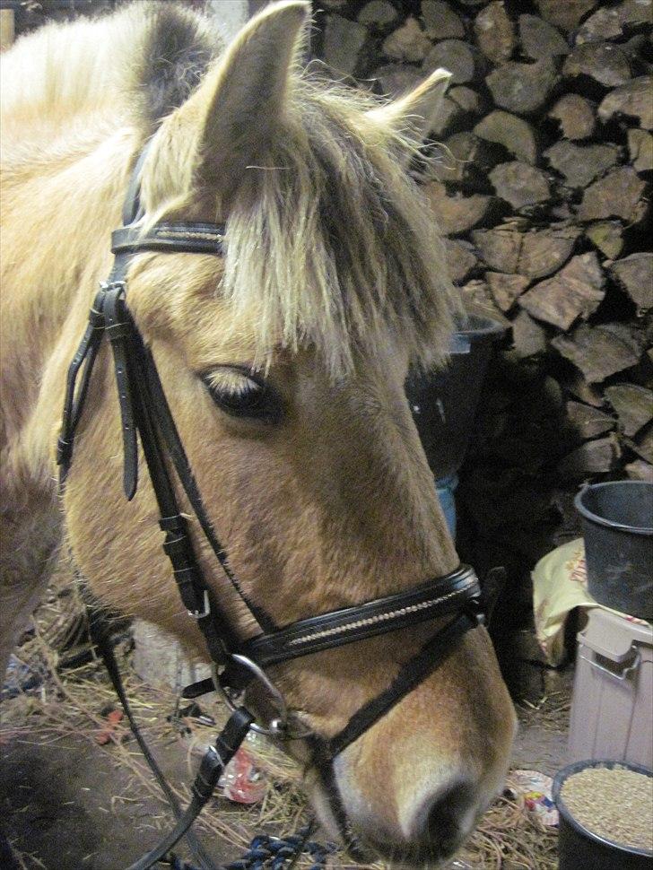 Fjordhest Hesselbjerg's Musse - <3 billede 15