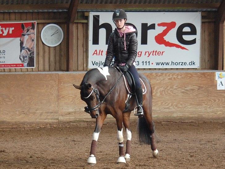 Anden særlig race Penny billede 7