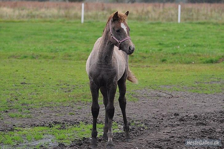 New Forest Maribell's Briony - ja så blev min lille pige allerede grå, men dejlig er hun.. nu er hun 4½ måned gammel!! billede 7