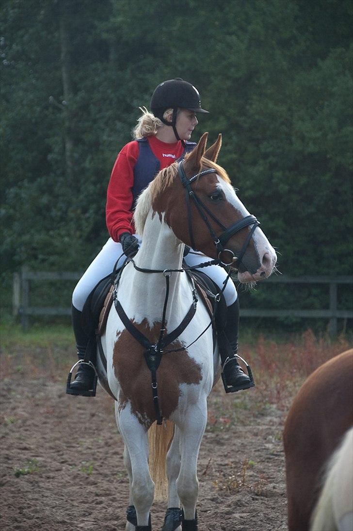 Pinto Indi af Højlund (solgt) - Lige før jagten i Hals 2010 billede 14