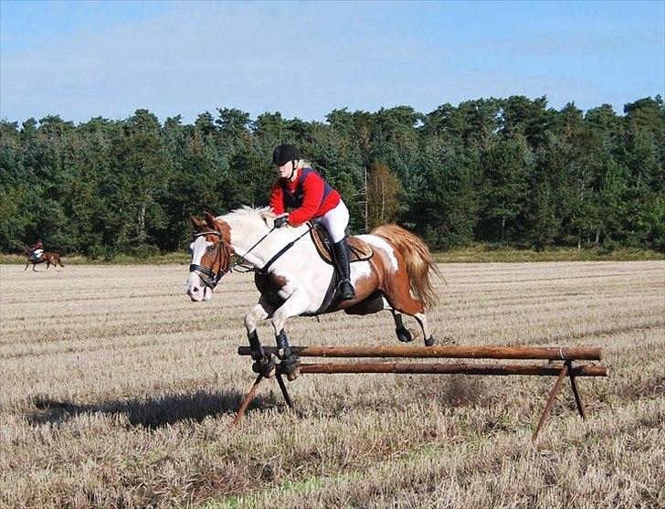 Pinto Indi af Højlund (solgt) - Jagten i Hals 2010 billede 15