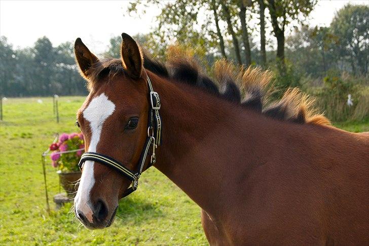 Dansk Varmblod Cashmir Z billede 1