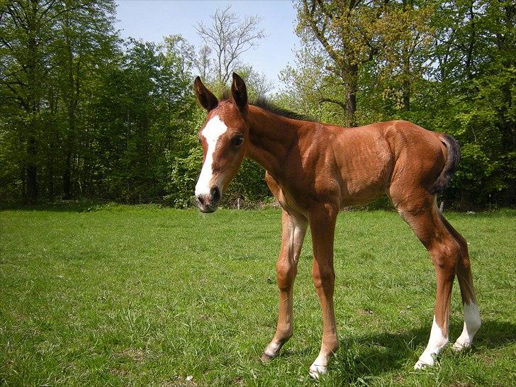 Dansk Varmblod Cashmir Z - Et par dage gammel (-: <3 billede 2