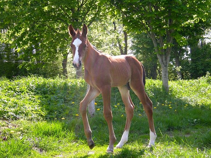 Dansk Varmblod Cashmir Z billede 3