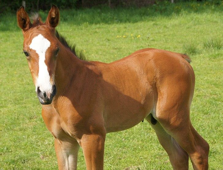 Dansk Varmblod Cashmir Z - (-: Fotograf: Anja Have-Hansen billede 4