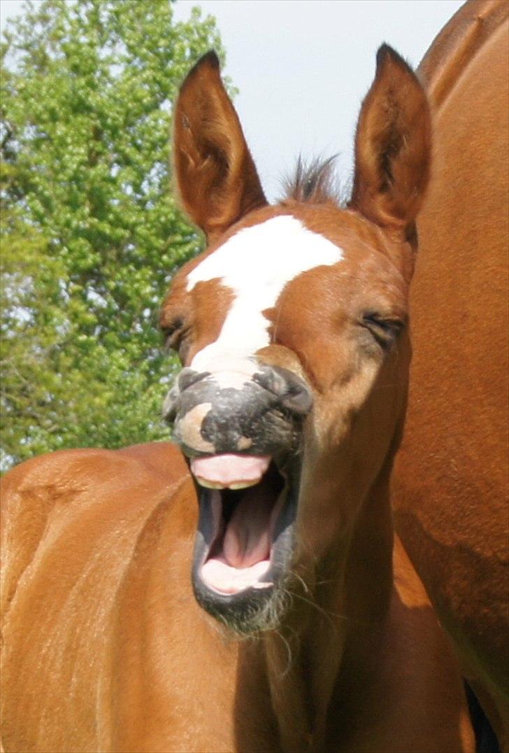 Dansk Varmblod Cashmir Z - *Gaaaaab* :-D <3 billede 5