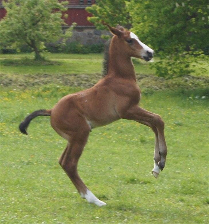 Dansk Varmblod Cashmir Z - "Se jeg kan stå på bagbenene!" :-D billede 6