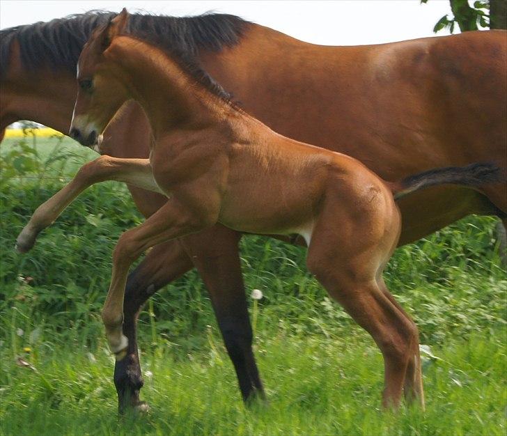 Dansk Varmblod Cashmir Z - Man er vel springhest.. (-: <3 billede 7