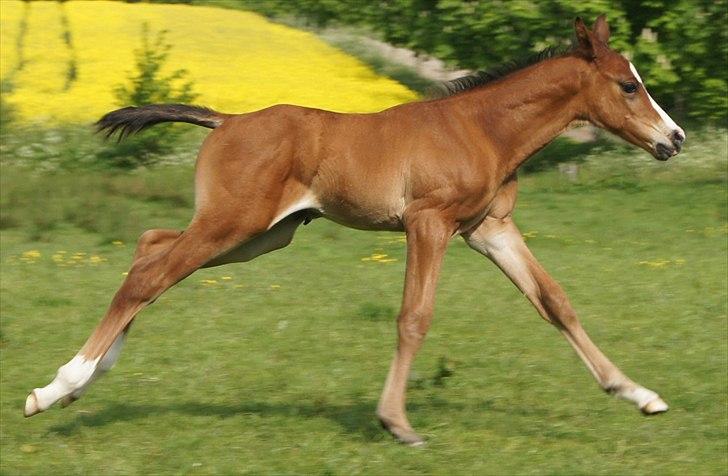 Dansk Varmblod Cashmir Z - Galop (-: billede 8