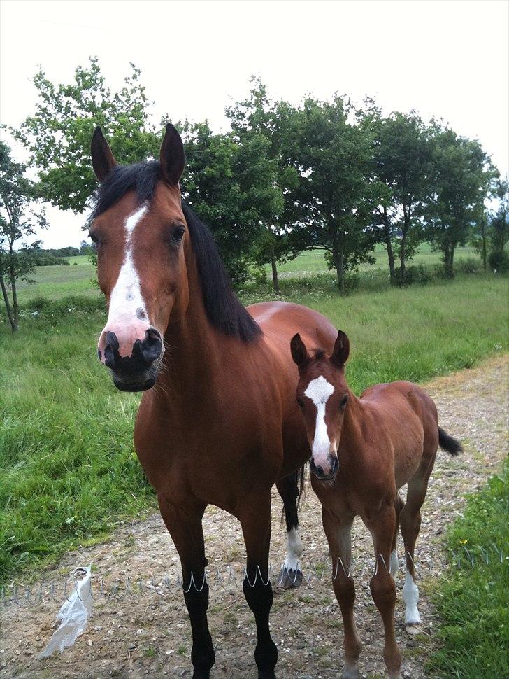 Dansk Varmblod Cashmir Z - Mor & søn (-: <3 billede 9