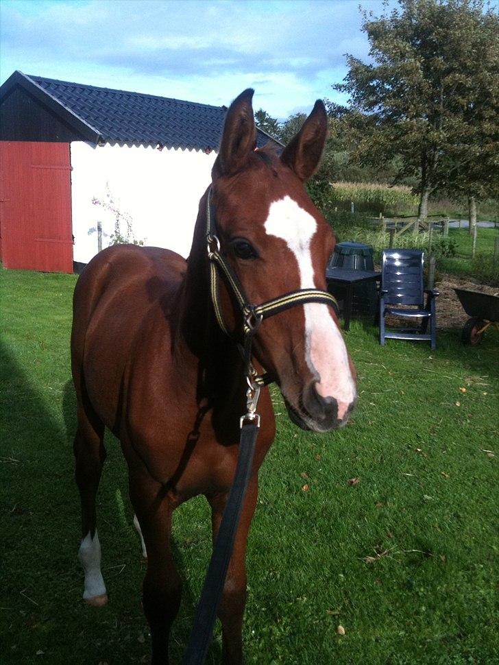 Dansk Varmblod Cashmir Z - Nu med grime! (-; billede 10