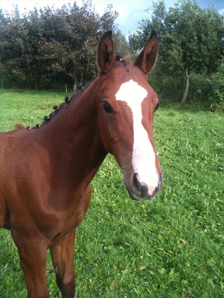 Dansk Varmblod Cashmir Z - Har forsøgt at lave nogle rosenknopper af en art... :-D billede 11