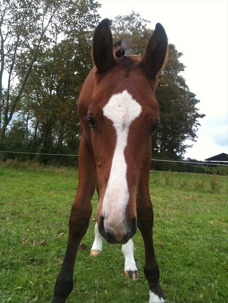 Dansk Varmblod Cashmir Z - "Hvad laver du dernede, om jeg må spørge?" (-: <3 billede 12