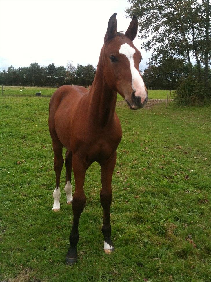 Dansk Varmblod Cashmir Z - Smukke hest *-: <3 billede 13