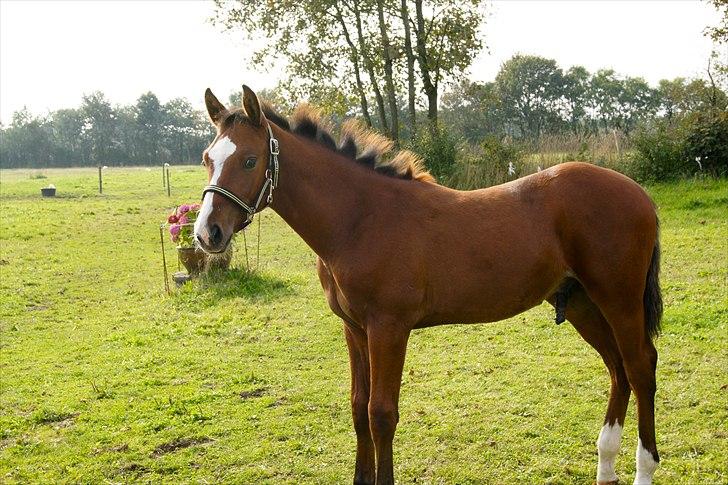 Dansk Varmblod Cashmir Z - Fotograf: Anja Have-Hansen billede 14
