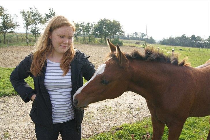Dansk Varmblod Cashmir Z - "Har du noget til mig, der?" :-D <3 Fotograf: Anja Have-Hansen billede 15