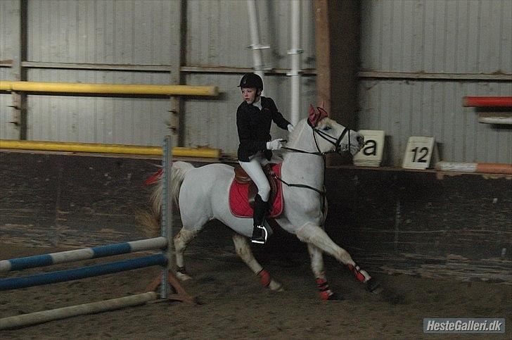 Anden særlig race lady pop *prinsessen* - en rimelig hyber pony til stævne :P foto: anja billede 10