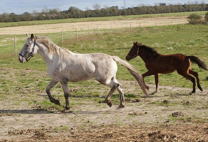 Knabstrupper Sartor´s Lucky Lady (solgt) - Lady og Troja på folden. billede 8