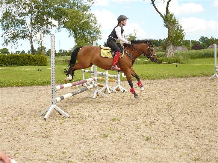 Welsh Pony (sec B) Stubbumgårds Tobias (Mac Million) - 10) Spring hjemme billede 10