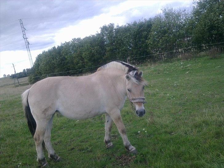 Fjordhest Orisa  - nu kommer jeg mor !!!!!!!!!!! billede 10