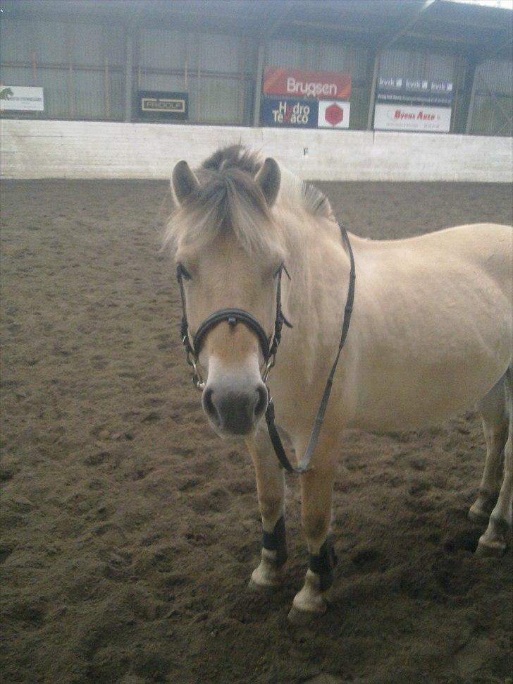 Fjordhest Orisa  - skal vi ride nu mor ????? <3<3<3<3 billede 11
